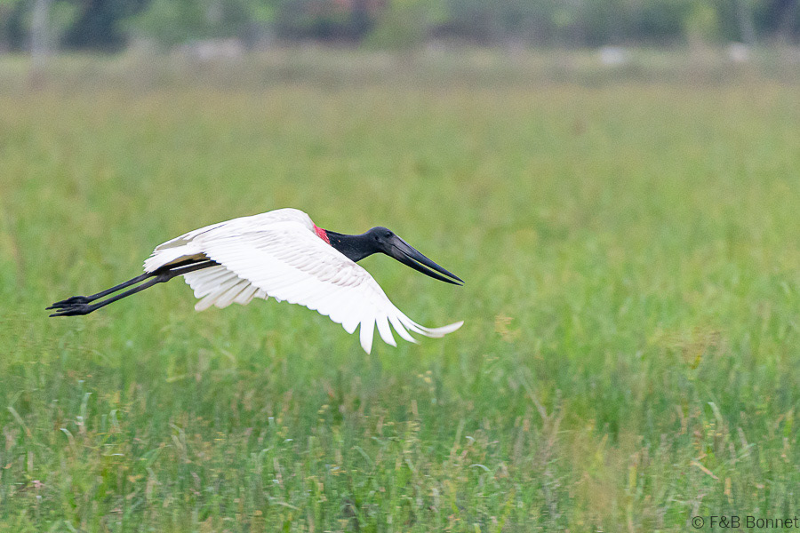Florent & Bertrand Bonnet-Jabiru-Caño Negro