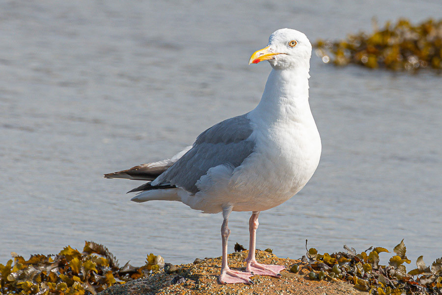 Florent & Bertrand Bonnet-Goéland argenté-Bretagne