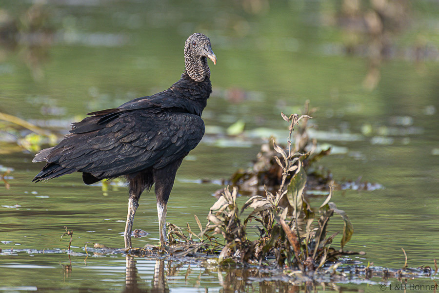 Florent & Bertrand Bonnet-Black Vulture-Caño Negro