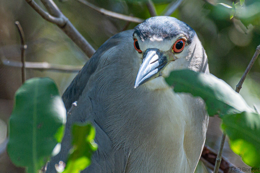 Florent & Bertrand Bonnet-Black-crowned Night-Heron-Carara