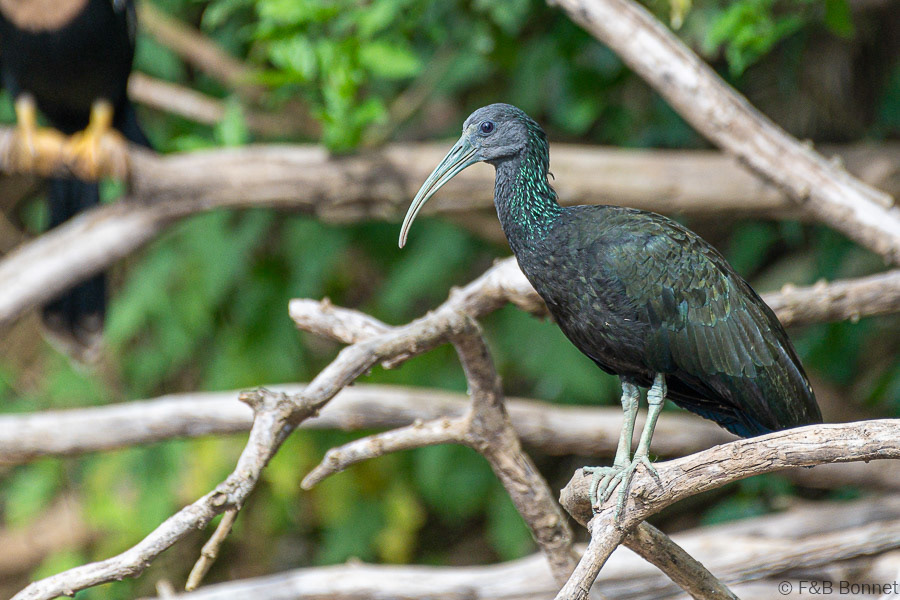 Florent & Bertrand Bonnet-Green Ibis-Caño Negro