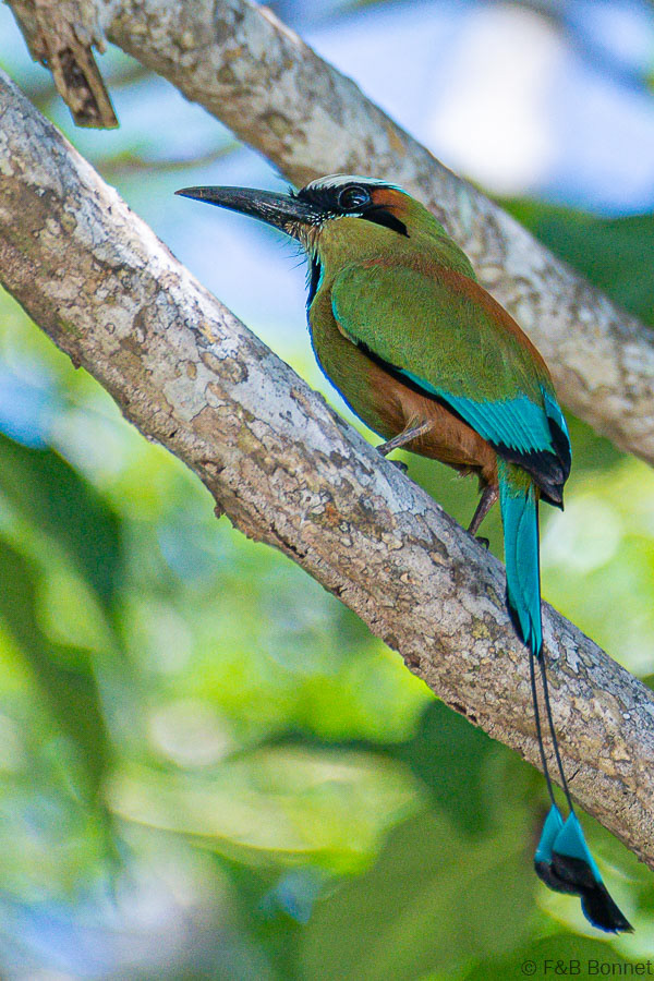 Florent & Bertrand Bonnet-Turquoise-browed Motmot-Carara