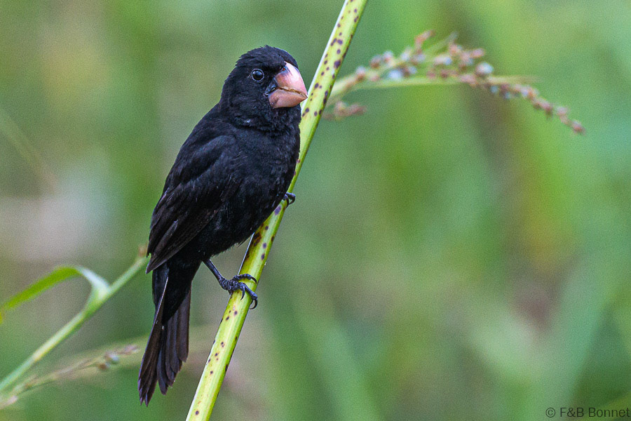 Florent & Bertrand Bonnet-Nicaraguan Seed-Finch-Caño