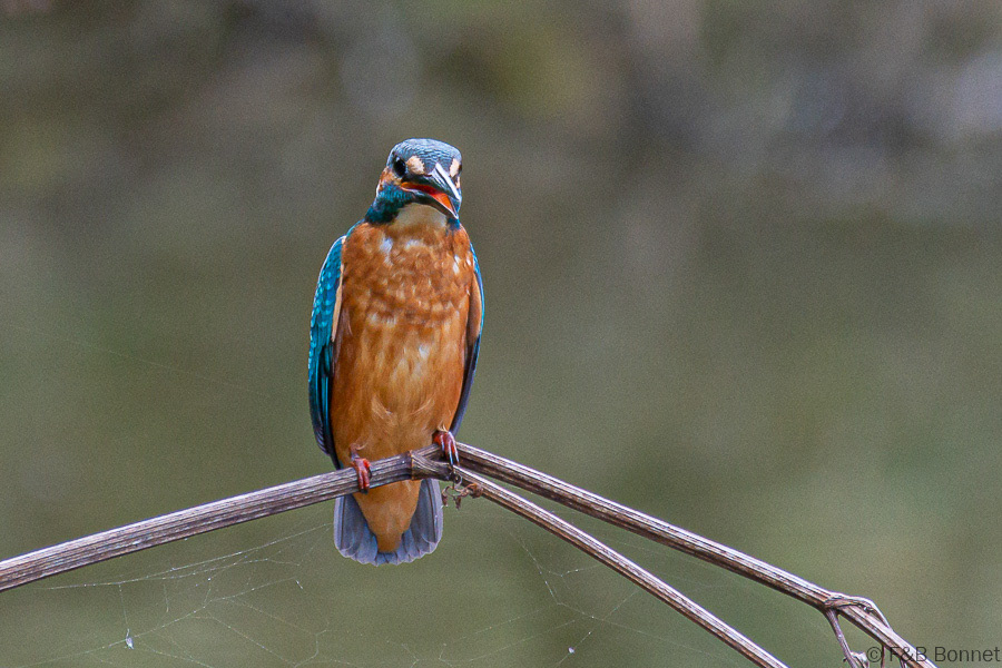 Florent & Bertrand Bonnet-Martin-pêcheur d'Europe-Paris