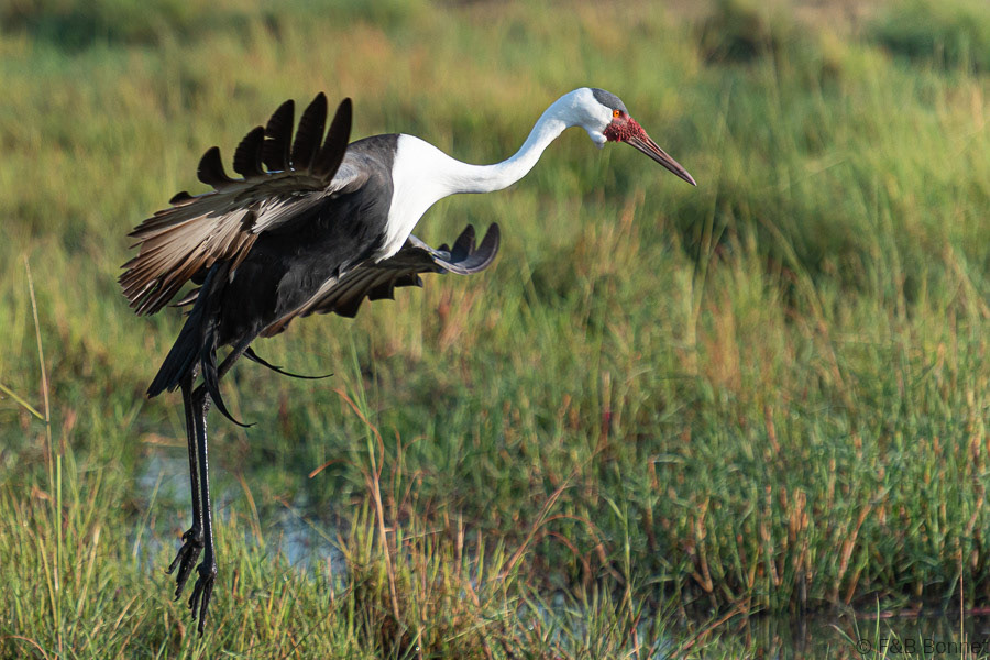 Wattled Crane