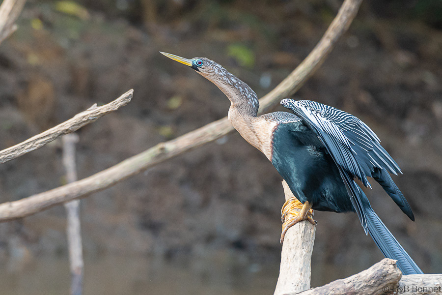 Florent & Bertrand Bonnet-Anhinga-Caño Negro