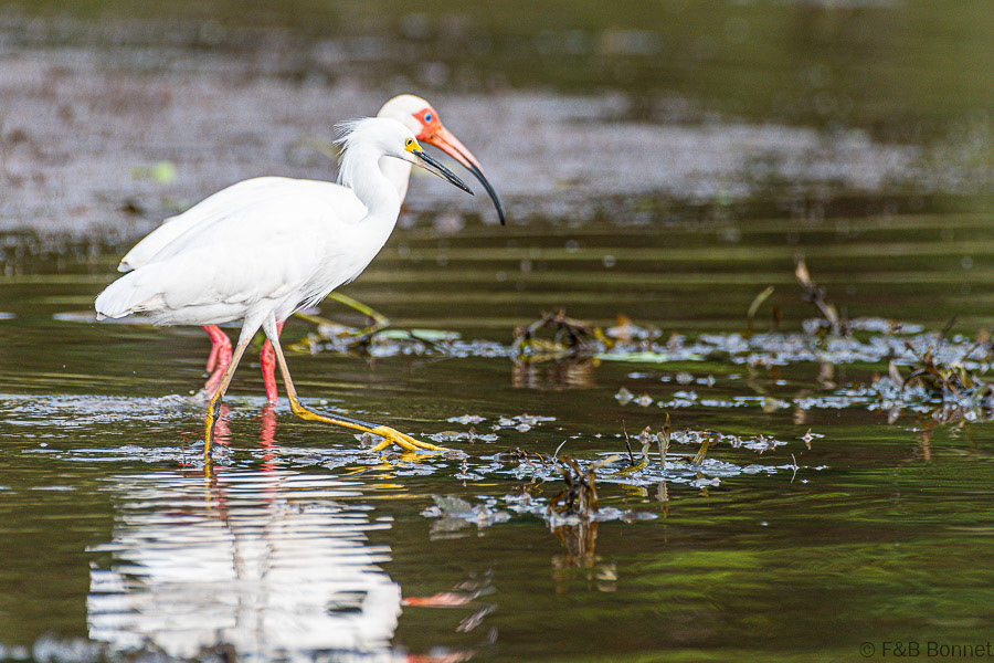 Florent & Bertrand Bonnet-Snowy Egret-White Ibis-Caño Negro