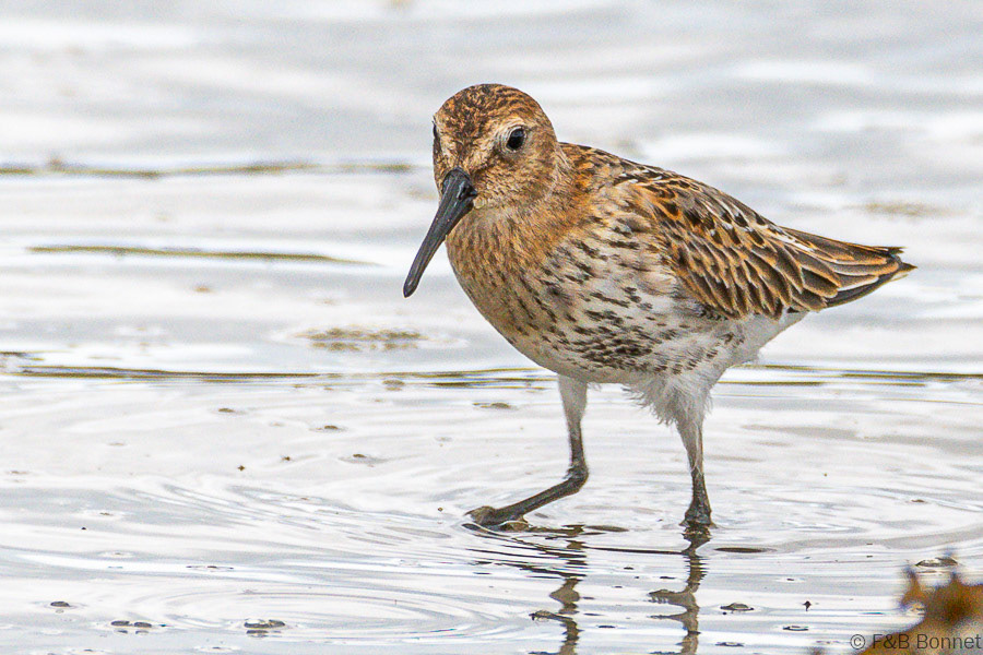 Florent & Bertrand Bonnet-Bécasseau variable-Bretagne