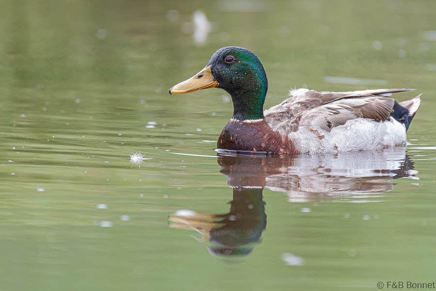Florent & Bertrand Bonnet-Canard colvert-Bretagne