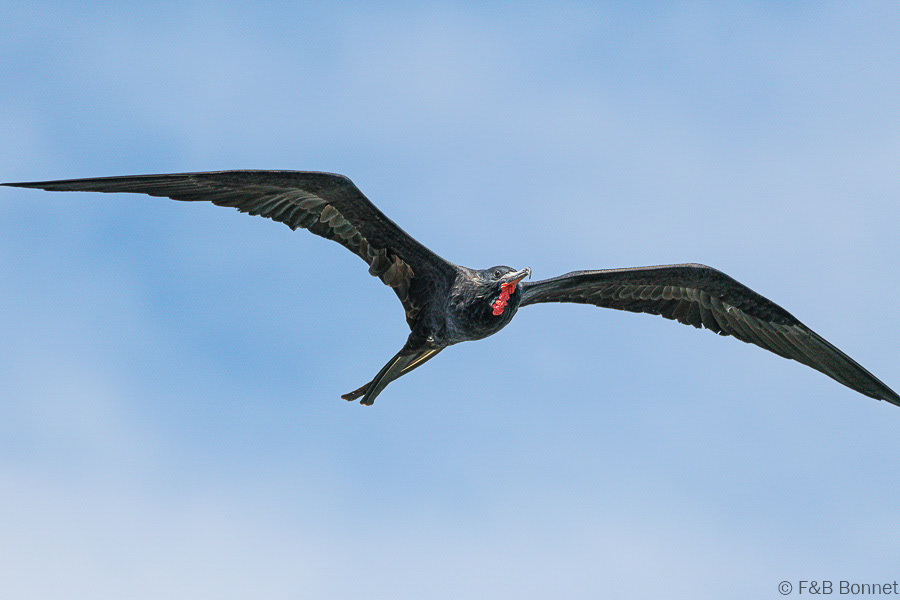 Florent & Bertrand Bonnet-Magnificent Frigatebird-Peninsula de Nicoya