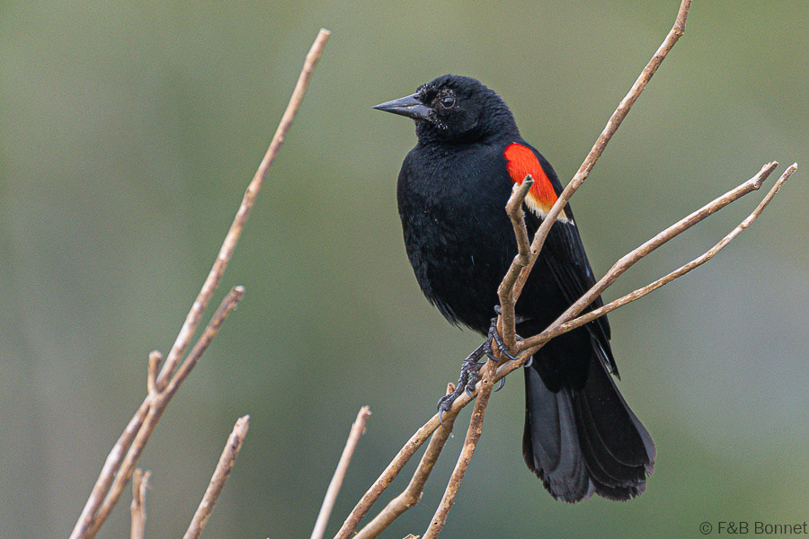 Florent & Bertrand Bonnet-Red-winged Blackbird-Caño Negro