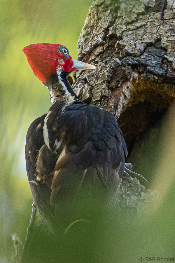 Florent & Bertrand Bonnet-Pale-billed Woodpecker-Caño Negro