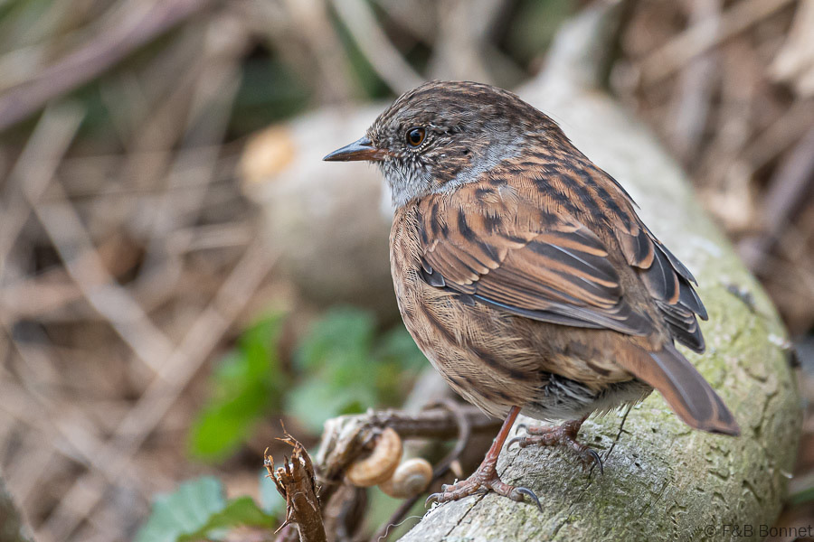 Florent & Bertrand Bonnet-Accenteur mouchet-Bretagne