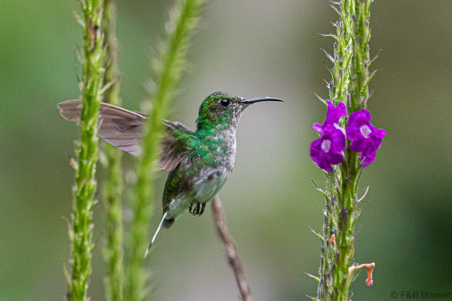 Voopery-headed Emerald-Orosi
