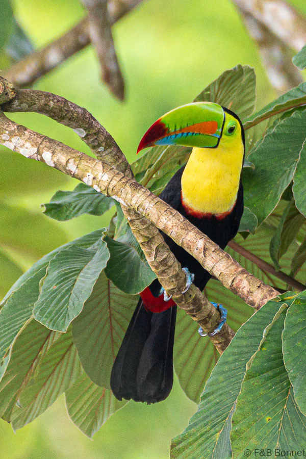 Florent & Bertrand Bonnet-Keel-billed Toucan-Tortuguero