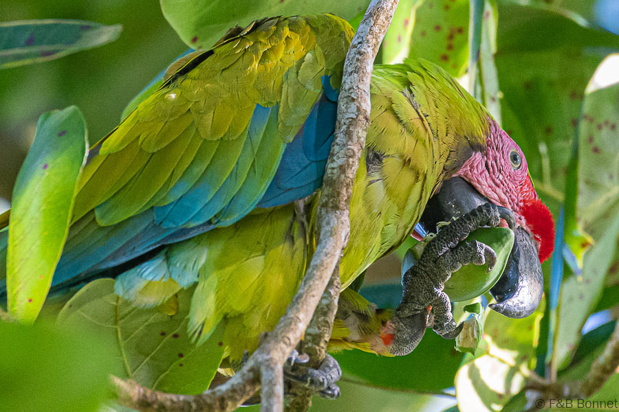 Florent & Bertrand Bonnet-Great Green Macaw-Tortuguero