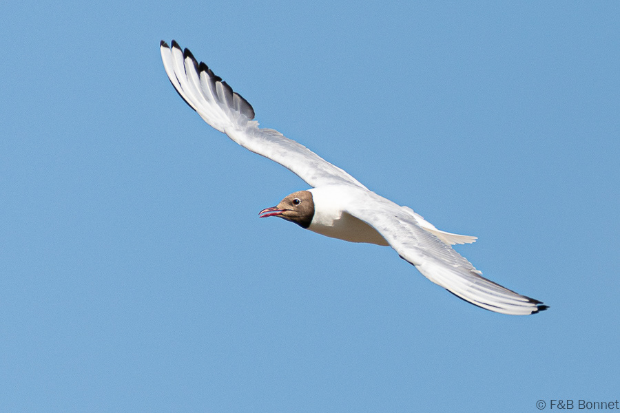 Florent & Bertrand Bonnet-Mouette rieuse-Bretagne