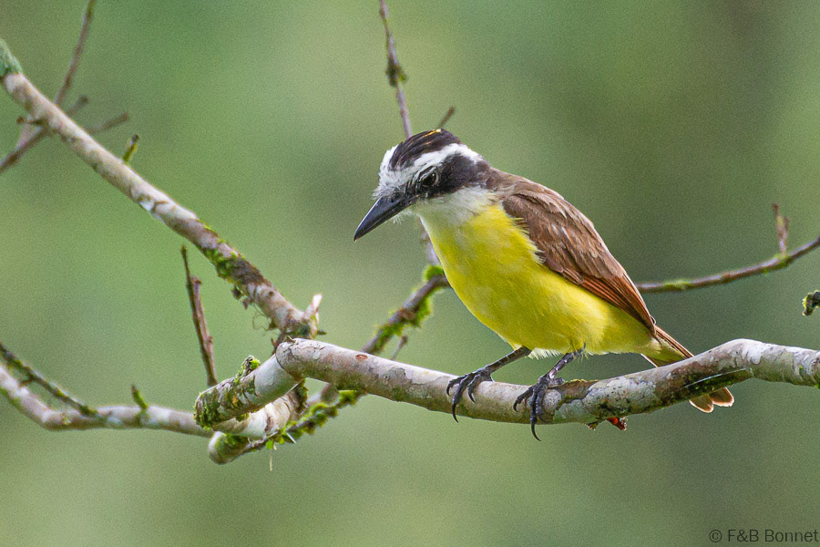Florent & Bertrand Bonnet-Great Kiskadee-La Fortuna