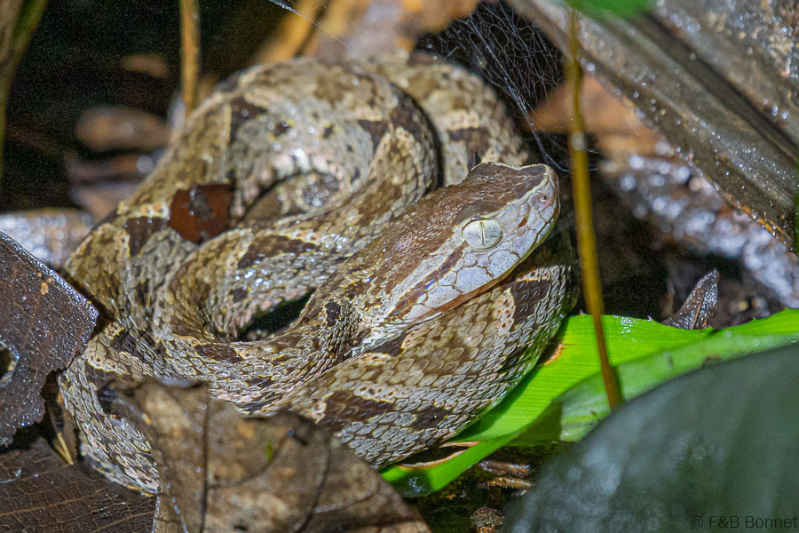 Florent & Bertrand Bonnet-Fer de lance/Terciopelo-Peninsula de Osa