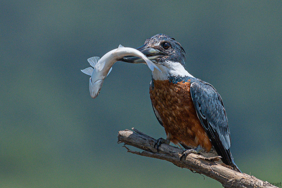 Florent & Bertrand Bonnet-Ringed Kingfisher-Carara