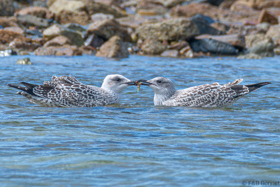 Florent & Bertrand Bonnet-Goéland argenté-Bretagne