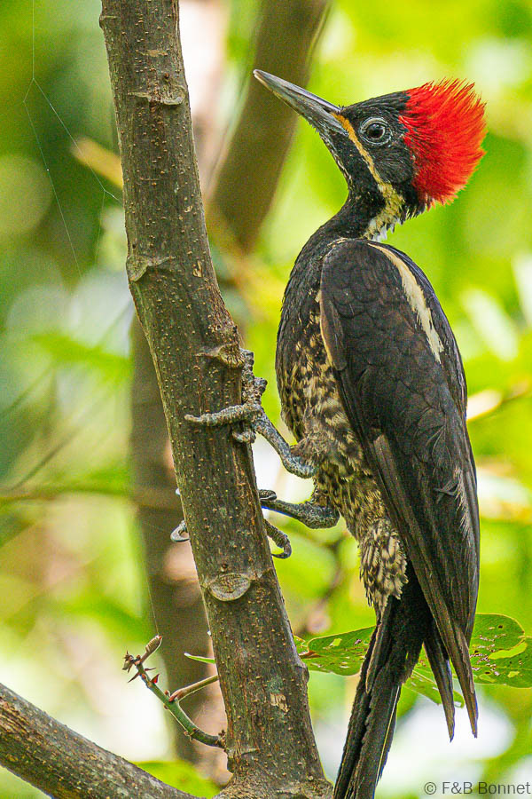 Florent & Bertrand Bonnet-Lineated Woodpecker-Caño Negro