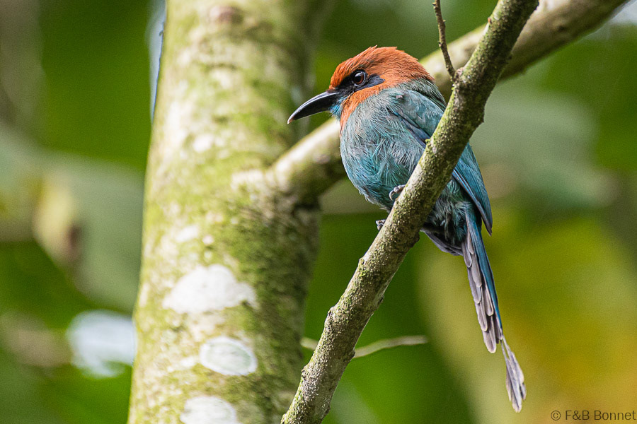 Florent & Bertrand Bonnet-Broad-billed Motmot-La Fortuna