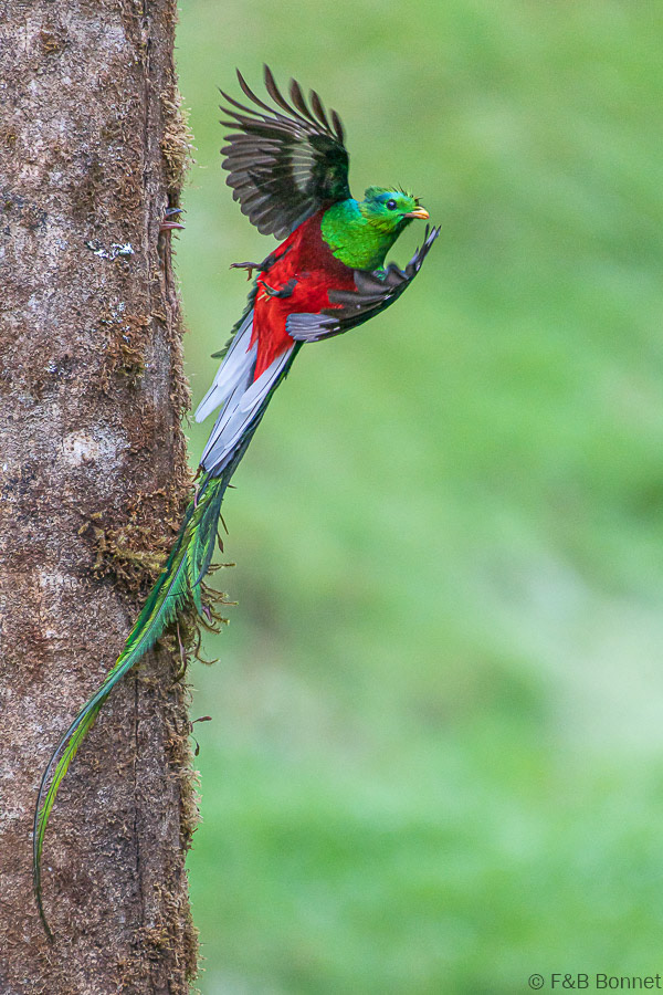 Florent & Bertrand Bonnet-Resplendent Quetzal-Copey de Dota