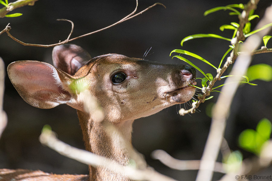 Florent & Bertrand Bonnet-White-tailed Deer-Peninsula de Nicoya