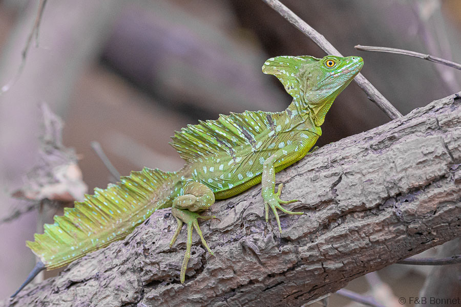 Florent & Bertrand Bonnet-Plumed Basilisk-Caño Negro