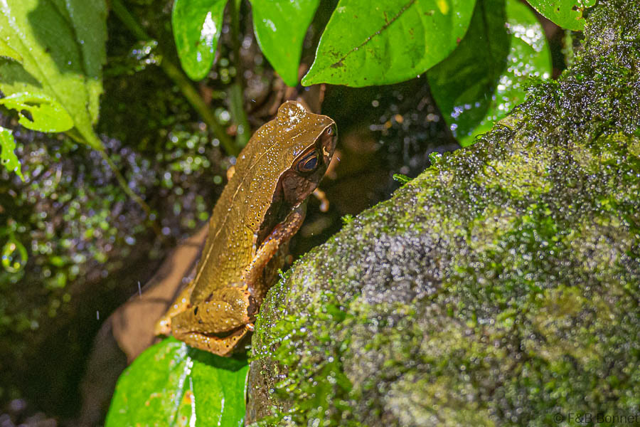 Florent & Bertrand Bonnet-Leaf-litter Toad-La Fortuna