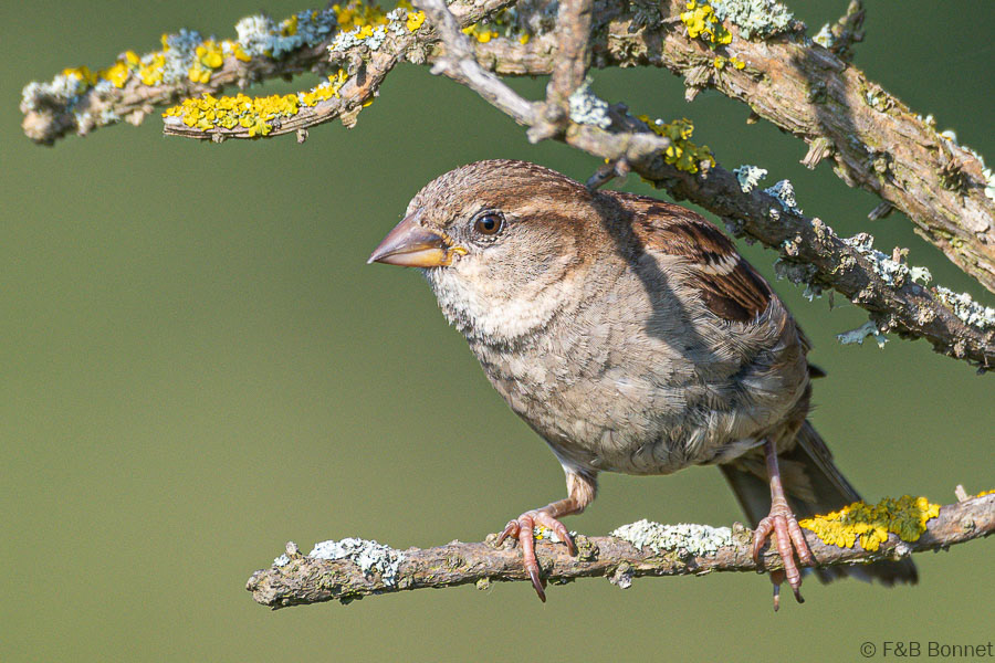 Florent & Bertrand Bonnet-Moineau domestique-Bretagne