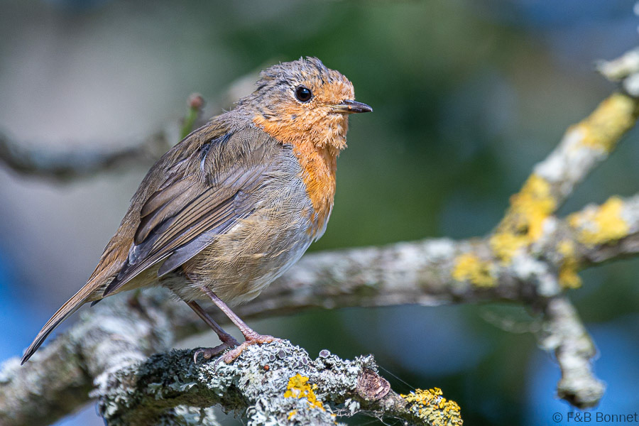 Florent & Bertrand Bonnet-Rougegorge familier-Bretagne