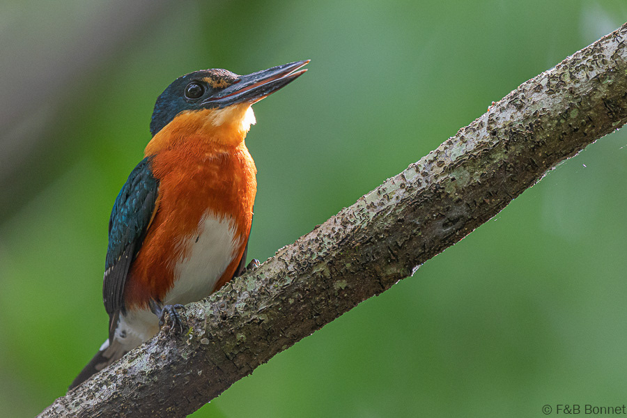 Florent & Bertrand Bonnet-Pygmy Kingfisher-Caño Negro