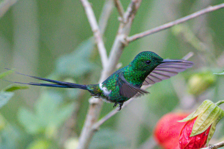 Green Thorntail-Orosi