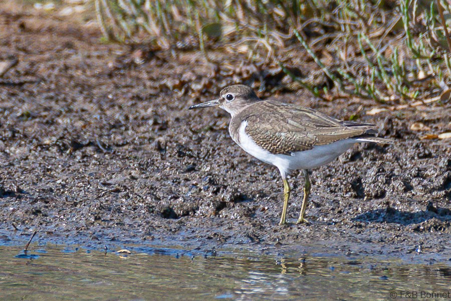 Florent & Bertrand Bonnet-Chevalier guignette-Bretagne