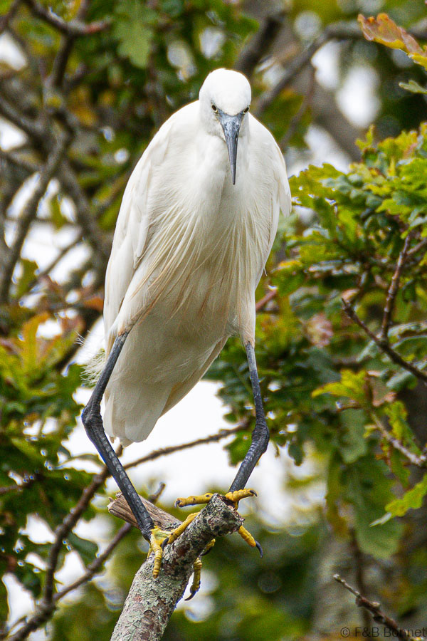 Florent & Bertrand Bonnet-Aigrette garzette-Bretagne