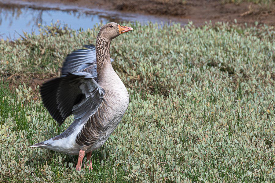 Florent & Bertrand Bonnet-Oie cendrée-Bretagne