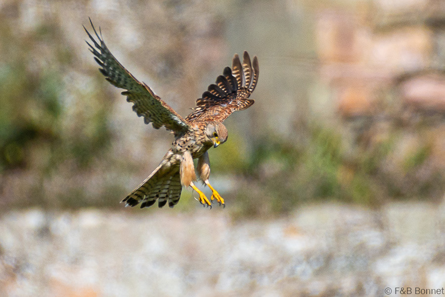 Florent & Bertrand Bonnet-Faucon crécerelle-Bretagne