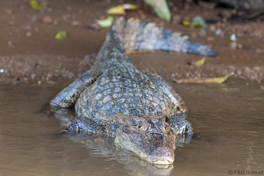 Florent & Bertrand Bonnet-Spectacled Caiman-Caño Negro