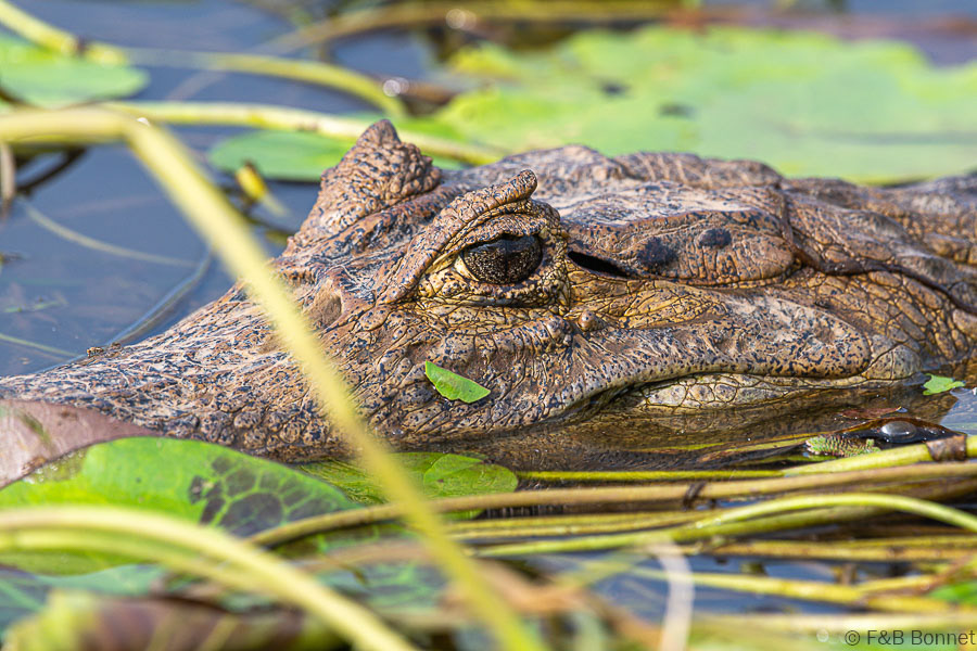 Florent & Bertrand Bonnet-Spectacled Caiman-Caño Negro
