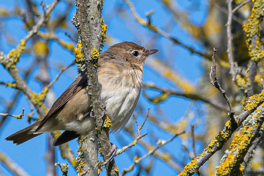 Florent & Bertrand Bonnet-Gobemouche noir-Bretagne