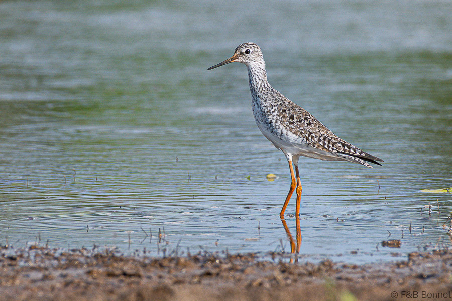 Florent & Bertrand Bonnet-Lesser Yellowlegs-Caño Negro