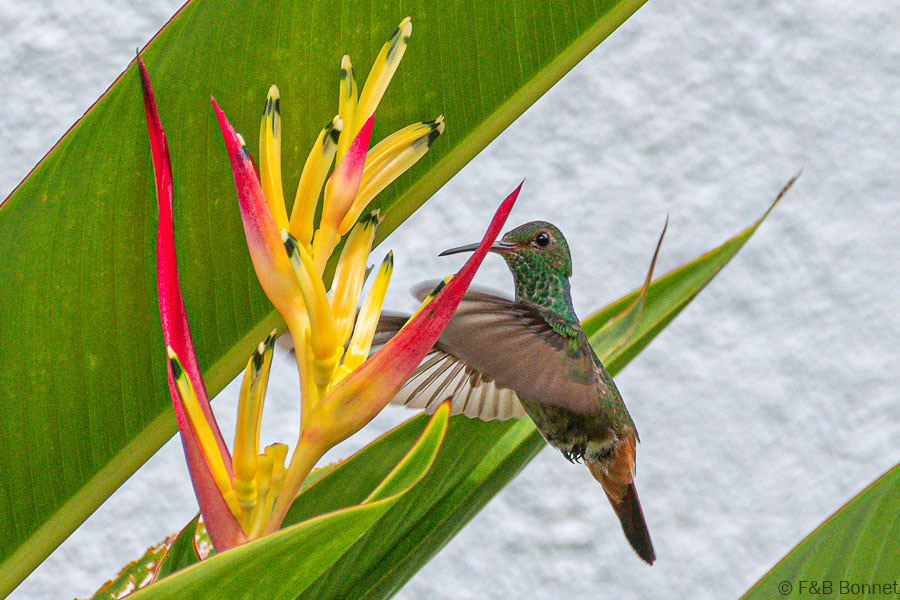Rufous-tailed Hummingbird-La Fortuna