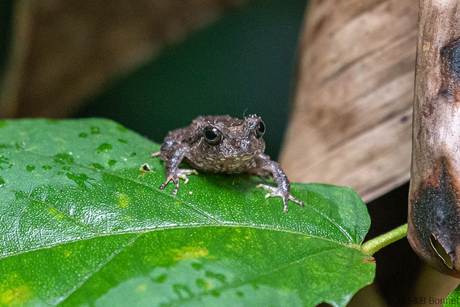 Florent & Bertrand Bonnet-Brocas-headed frog-Manzanillo