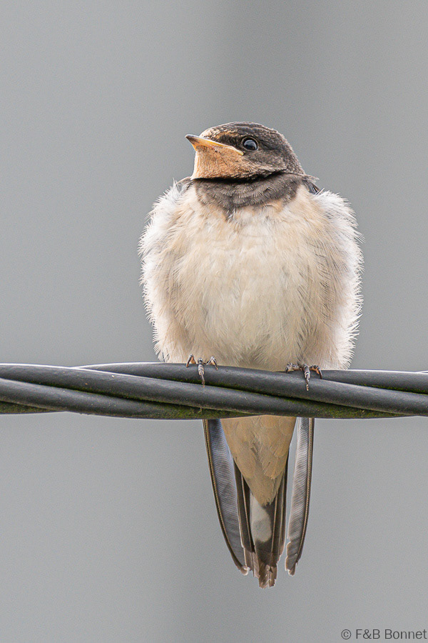 Florent & Bertrand Bonnet-Hirondelle rustique-Bretagne