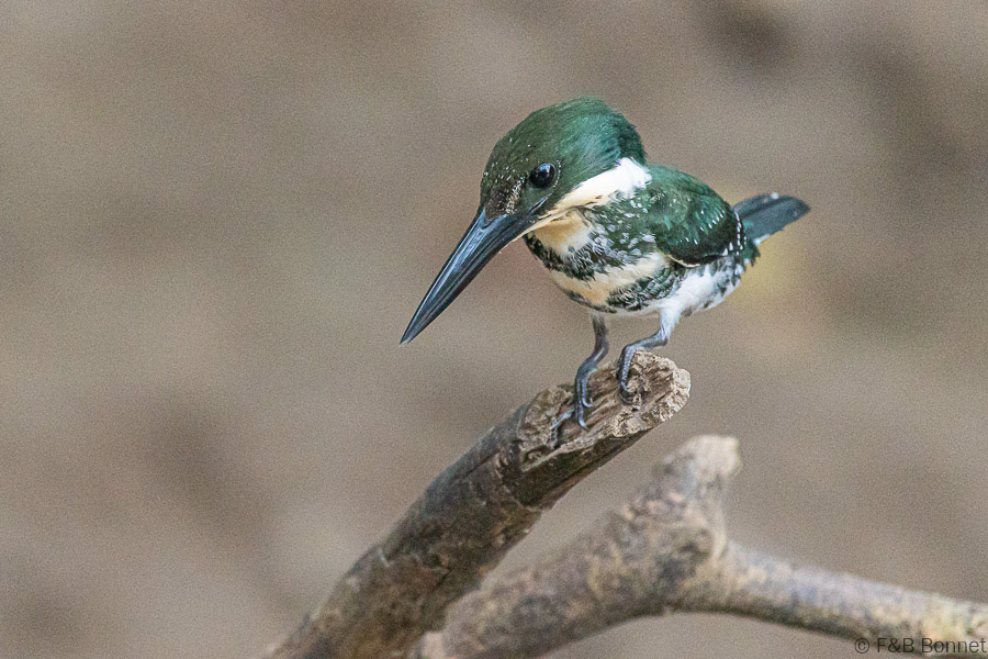 Florent & Bertrand Bonnet-Green Kingfisher-Caño Negro