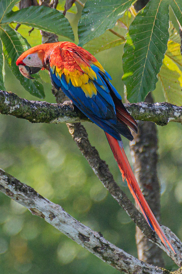 Florent & Bertrand Bonnet-Scarlett Macaw-Peninsula de Osa