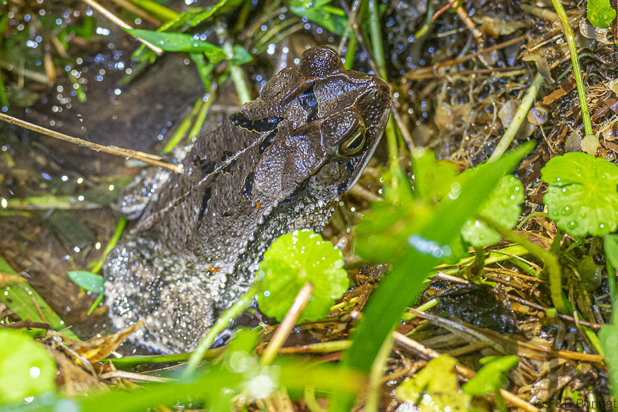 Florent & Bertrand Bonnet-Wet Forest Toad-La Fortuna