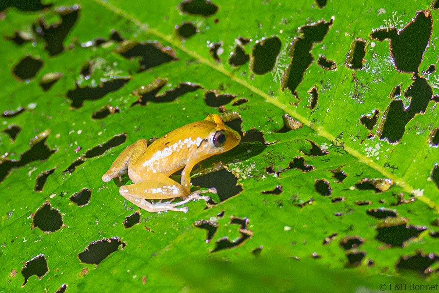 Florent & Bertrand Bonnet-Pygmy Rain Frog-La Fortuna